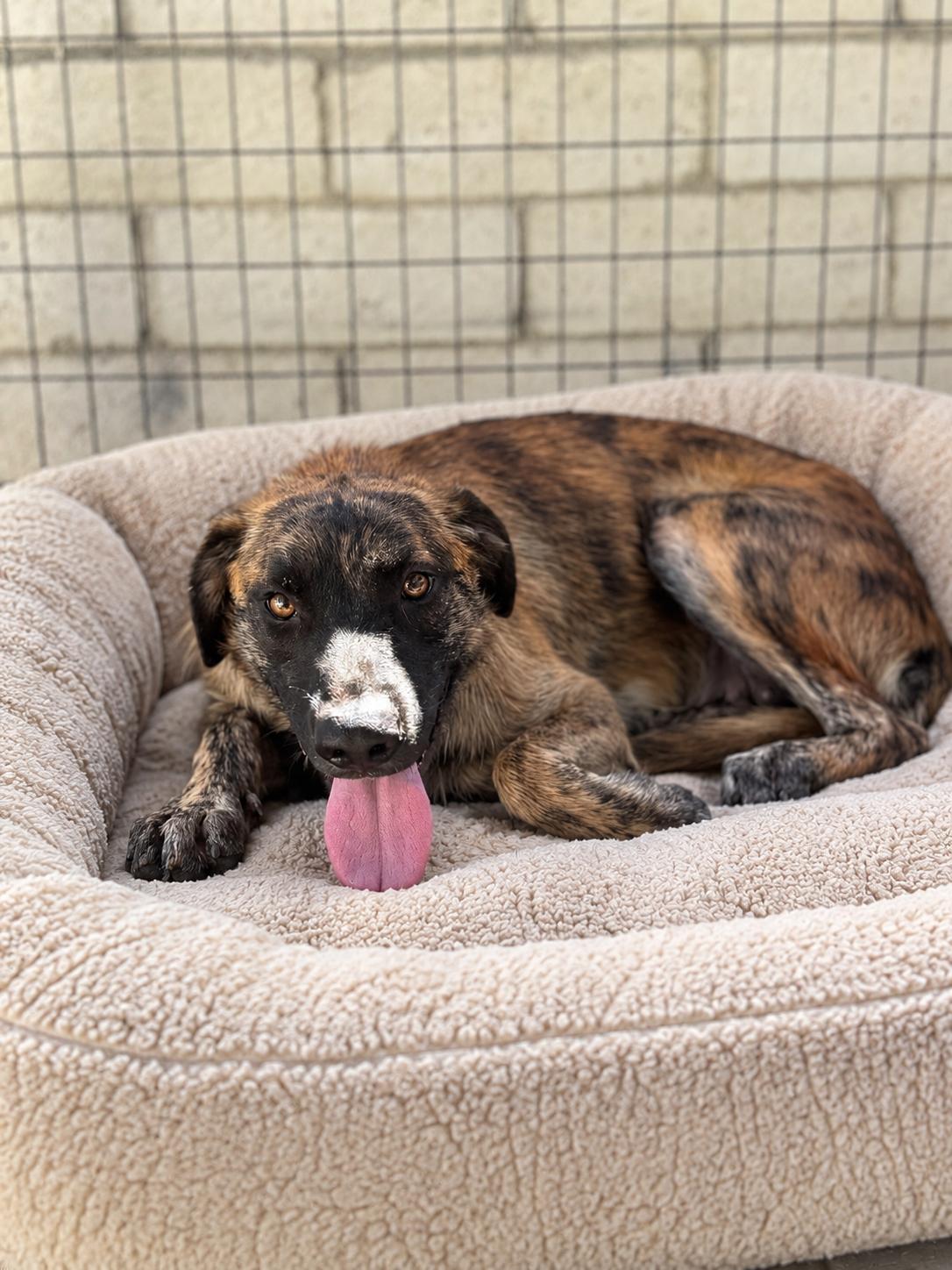 Abbey, Adoptable, Young Female Hound & Dutch Shepherd.