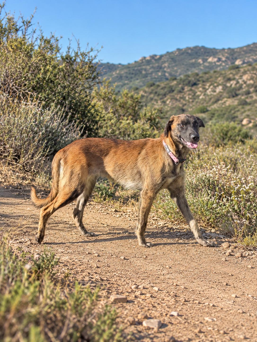 Enlarge Abbey, a Adoptable mixed breed in Irvine, CA image 2/3