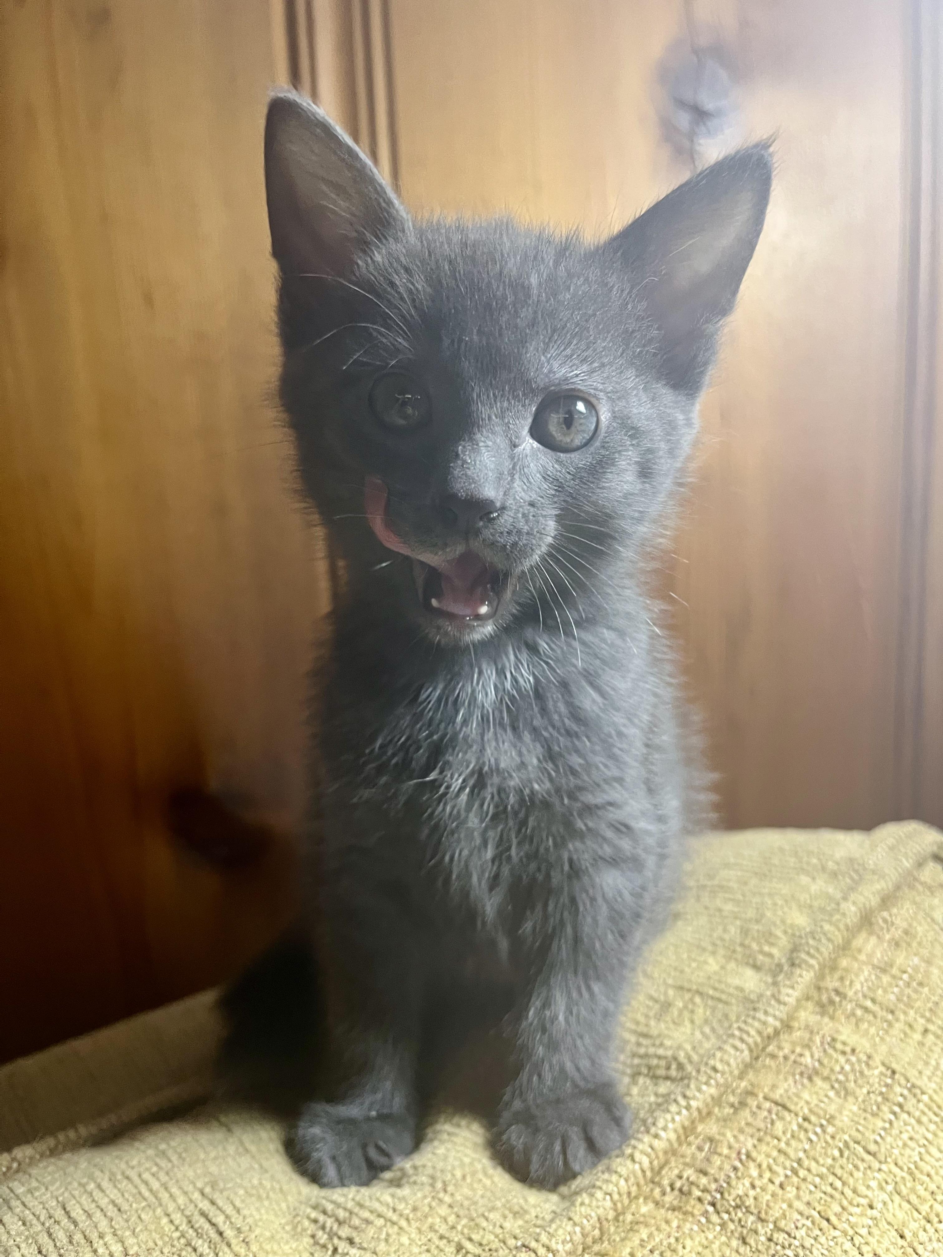 Enlarge Manatee, an adopted Domestic Short Hair in Albany, NY image 1/1