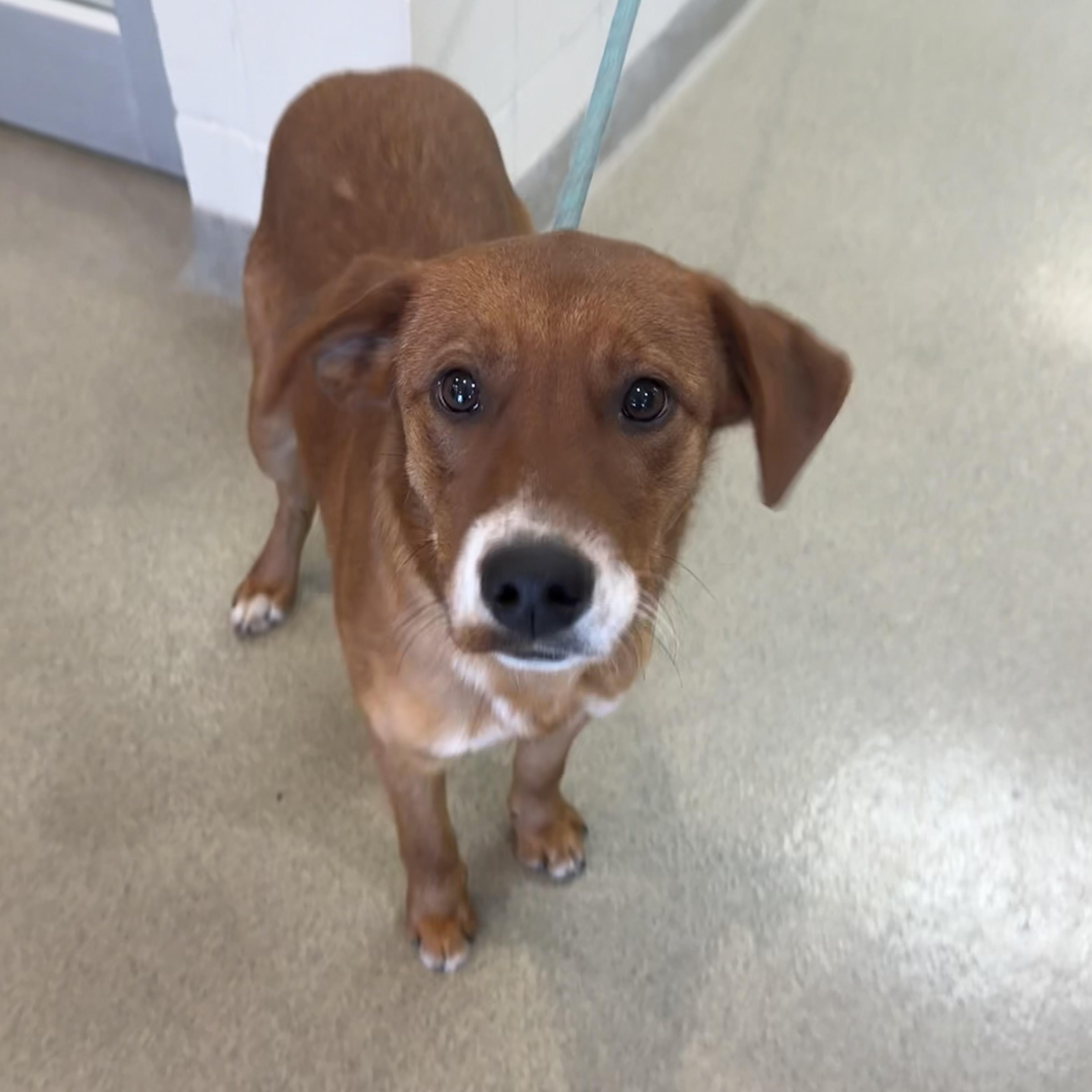 Kippa, ADOPTABLE, Adult Male Australian Cattle Dog / Blue Heeler.