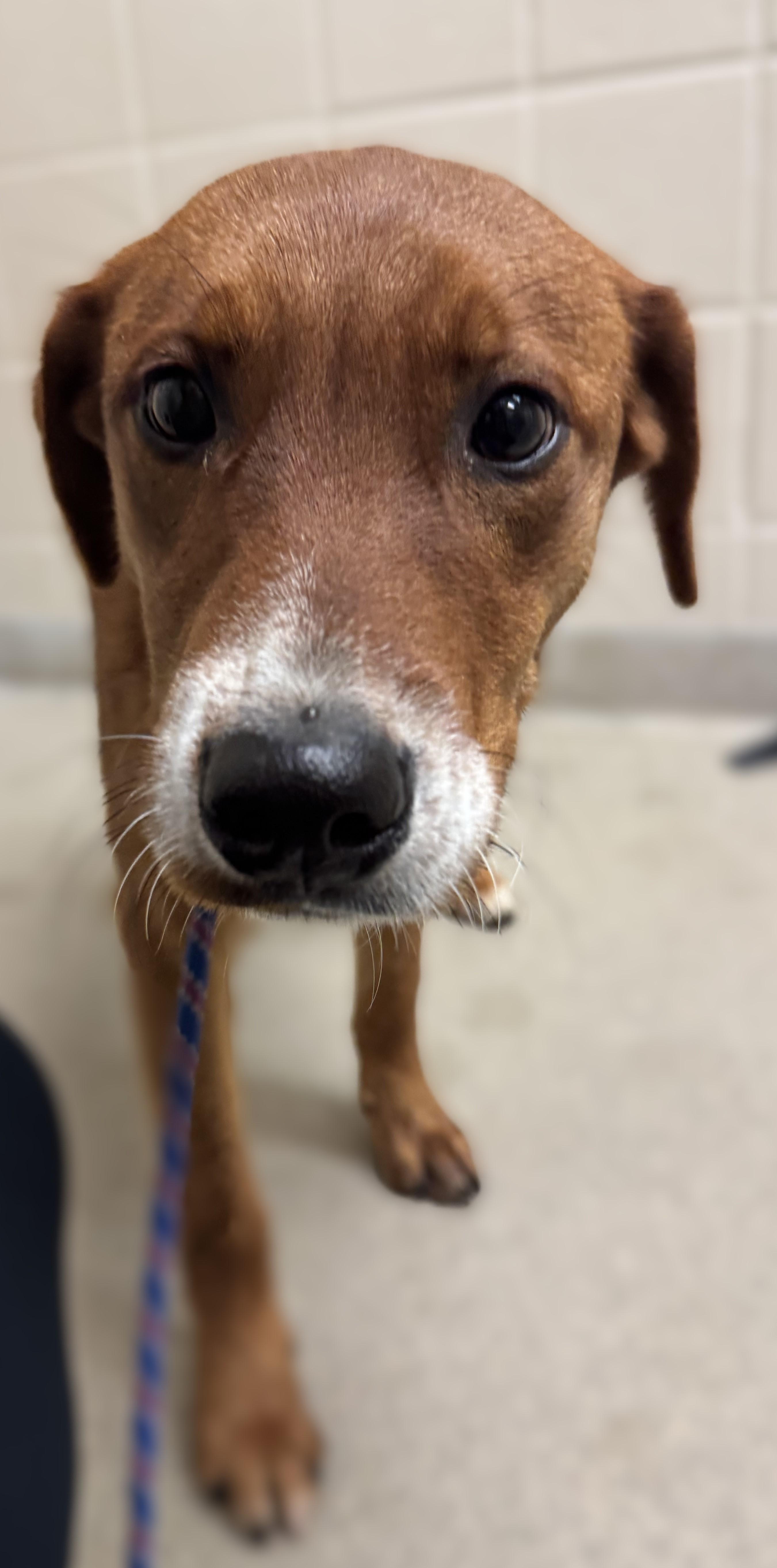 Enlarge Kippa, a ADOPTABLE mixed breed in Kearney, NE image 1/1