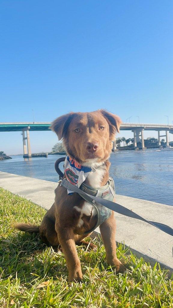 Pierce, Adopted, Adult Male Dachshund & Golden Retriever.