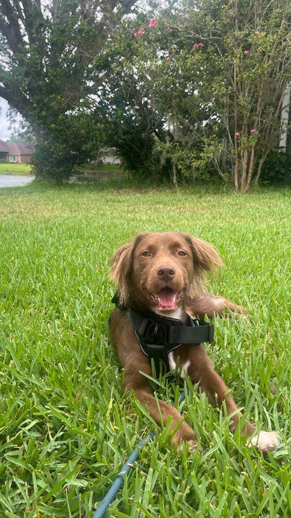 Enlarge Pierce, a Adopted mixed breed in Saint Augustine, FL image 2/2