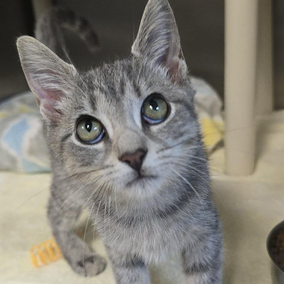 Enlarge Kenzie, an adoptable Domestic Short Hair in Orange, VA image 1/2