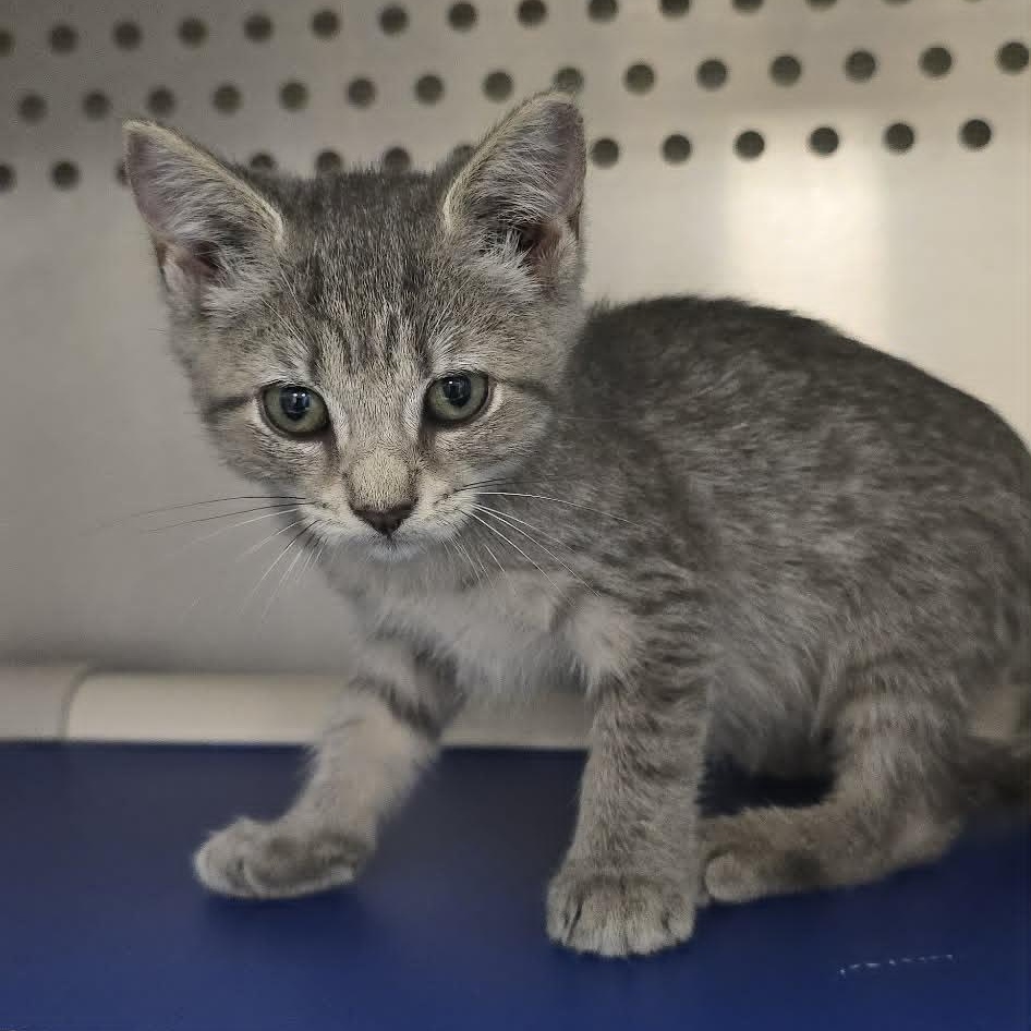 Enlarge Kenzie, an adoptable Domestic Short Hair in Orange, VA image 2/2