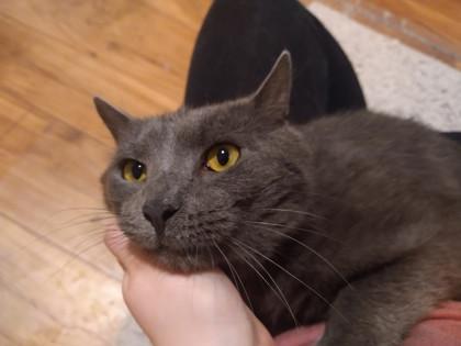 Enlarge Eeyore, a Adoptable Domestic Short Hair in Bloomsburg, PA image 1/1