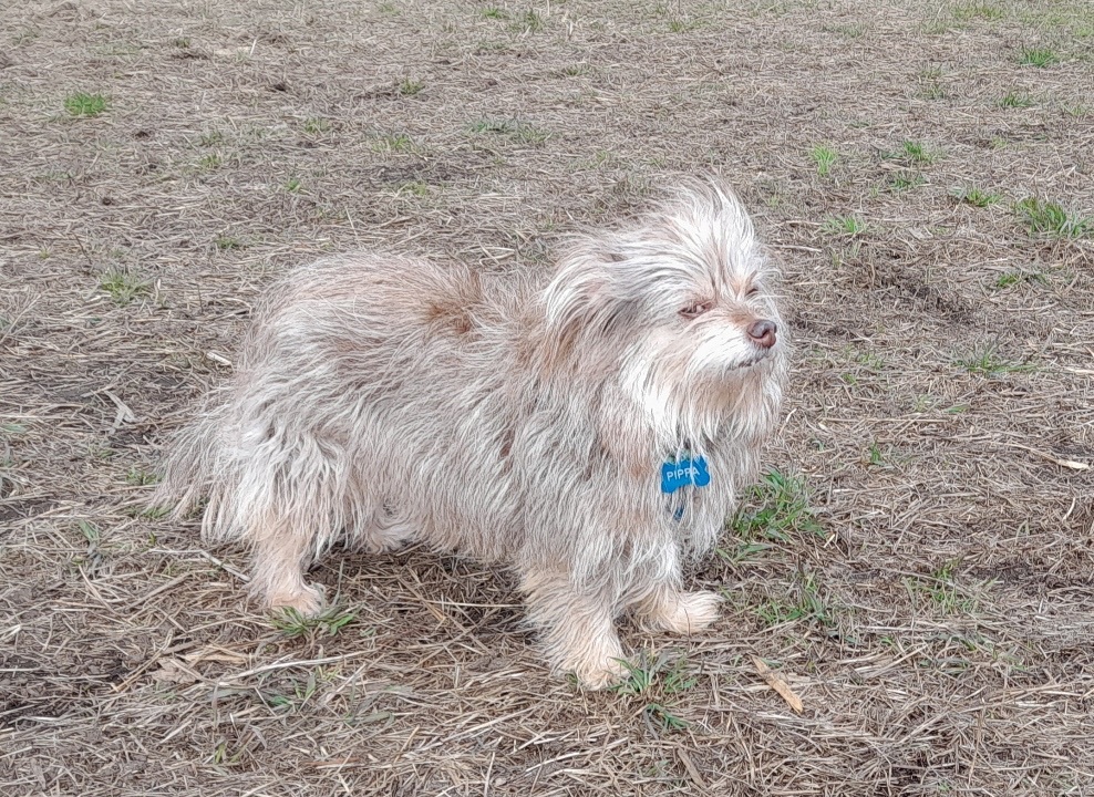 Pippa, Adopted, Adult Female Terrier.