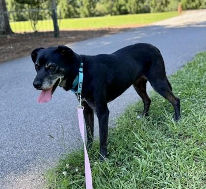 Enlarge Maggie, a Adoptable mixed breed in Bishop, GA image 2/3
