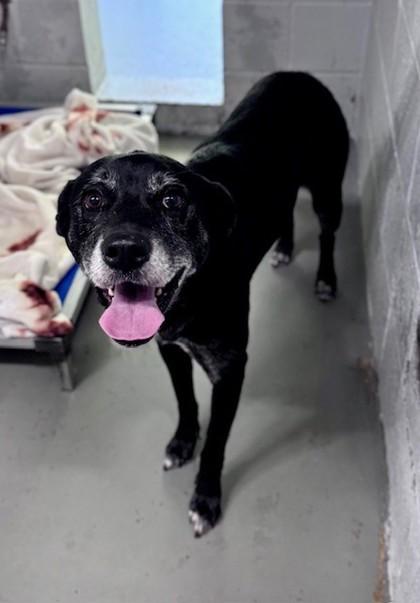 Enlarge Maggie, a Adoptable mixed breed in Bishop, GA image 3/3