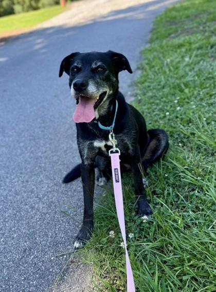 Enlarge Maggie, a Adoptable mixed breed in Bishop, GA image 1/3