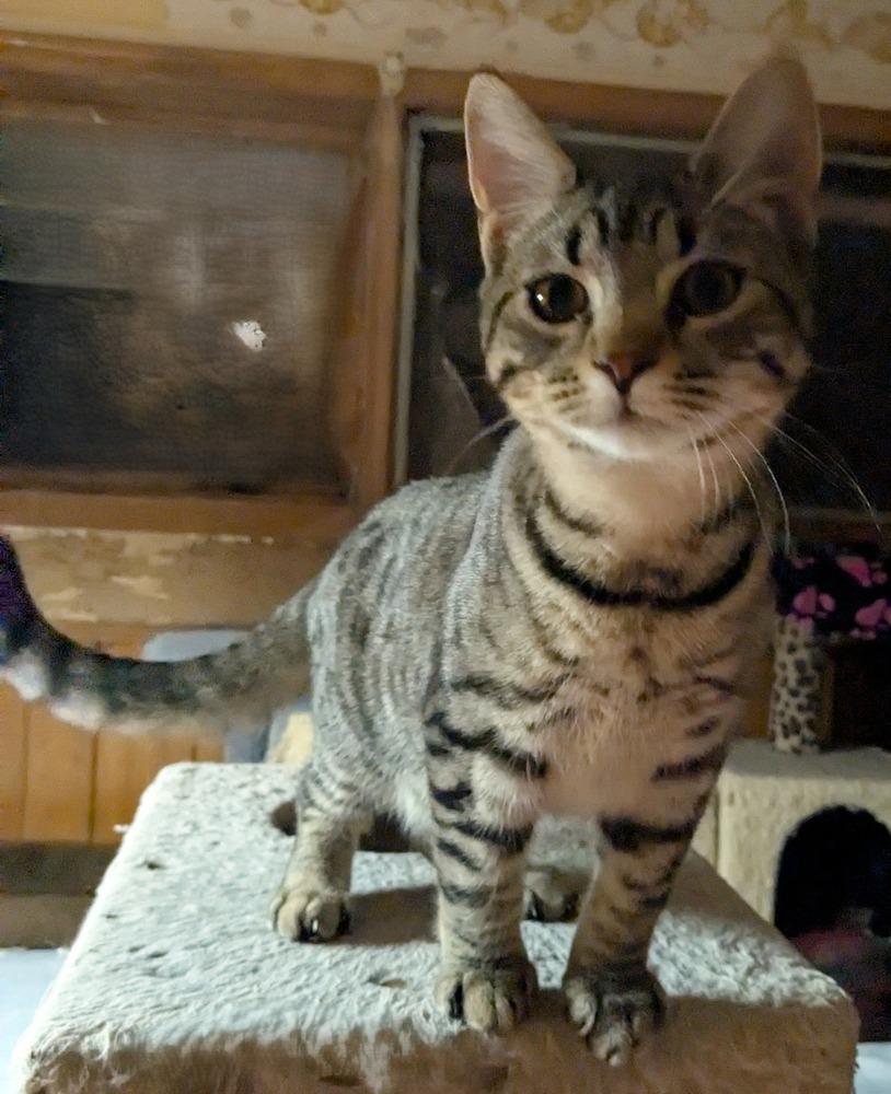 Lucky 2, Adoptable, Kitten Male Domestic Short Hair & Domestic Short Hair.