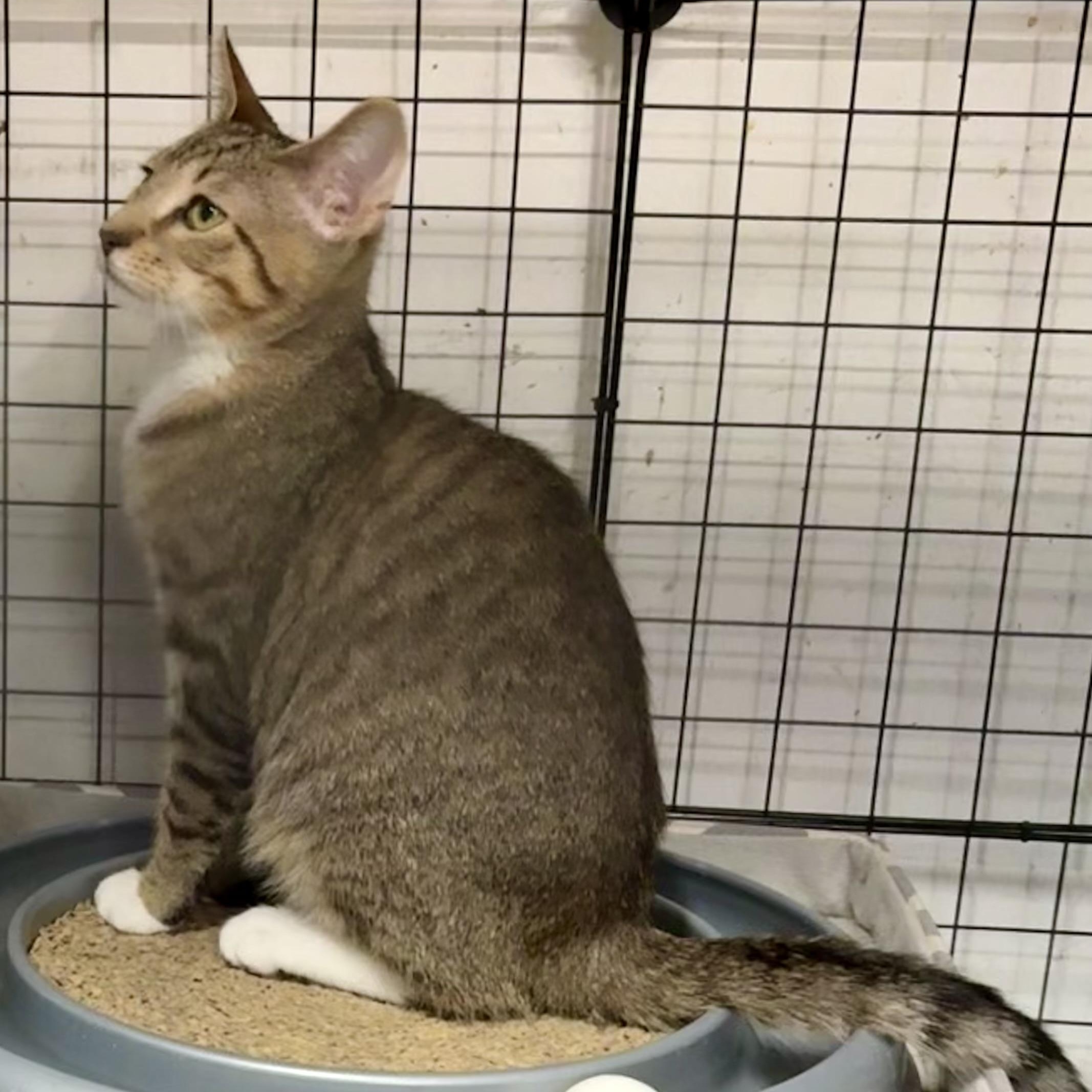 Enlarge KRATOS L, an adopted Tabby in Yonkers, NY image 4/5