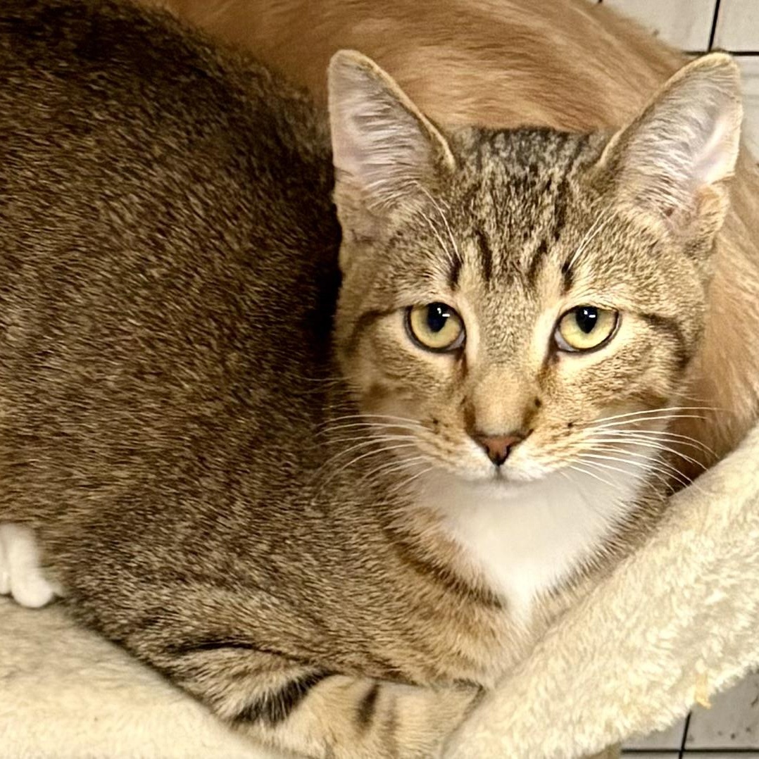 Enlarge KRATOS L, an adopted Tabby in Yonkers, NY image 2/5