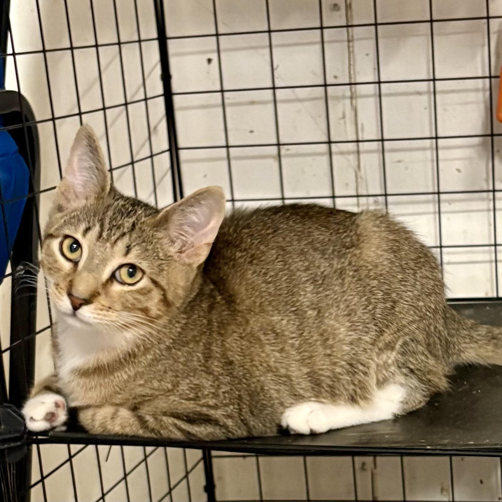 Enlarge KRATOS L, an adopted Tabby in Yonkers, NY image 3/5