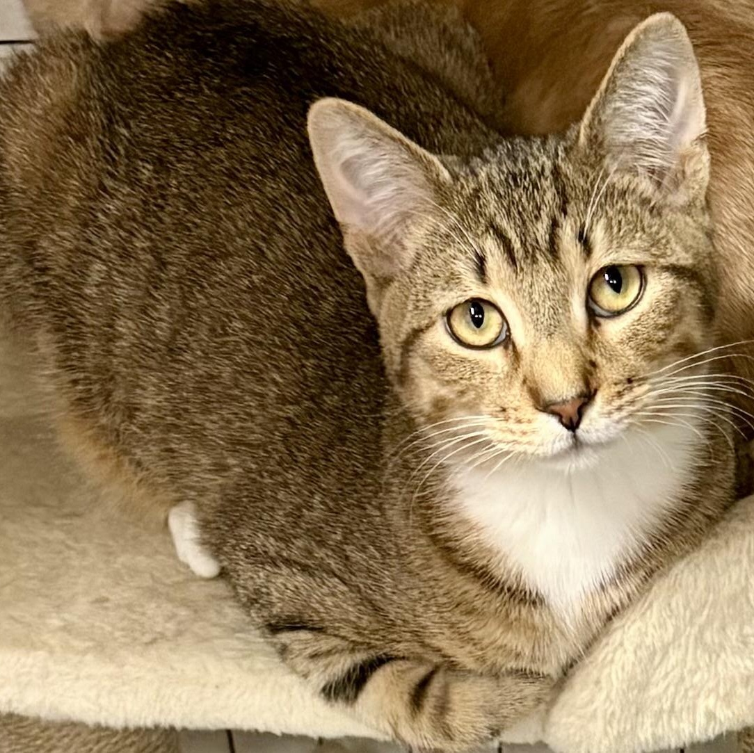 KRATOS L, adopted, Young Male Tabby.