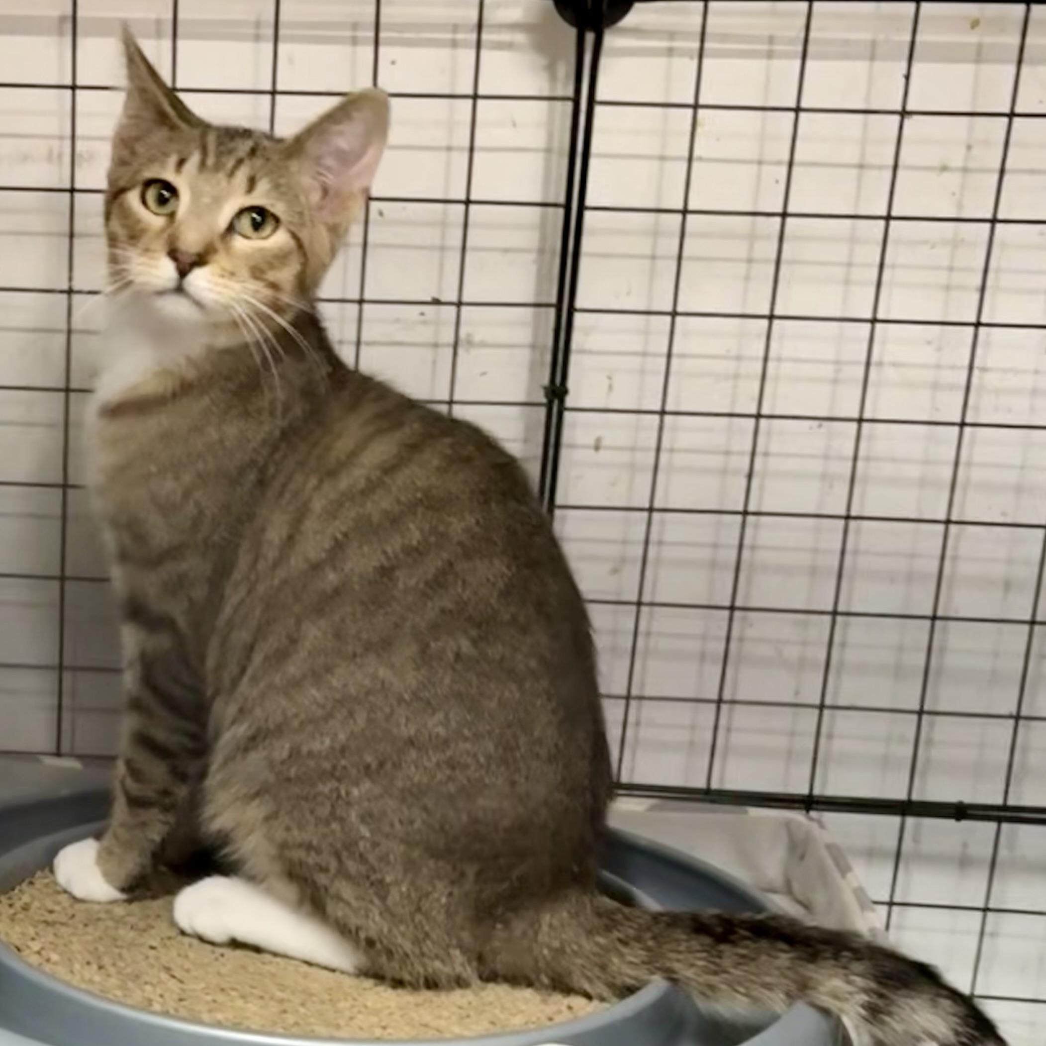 Enlarge KRATOS L, an adopted Tabby in Yonkers, NY image 5/5