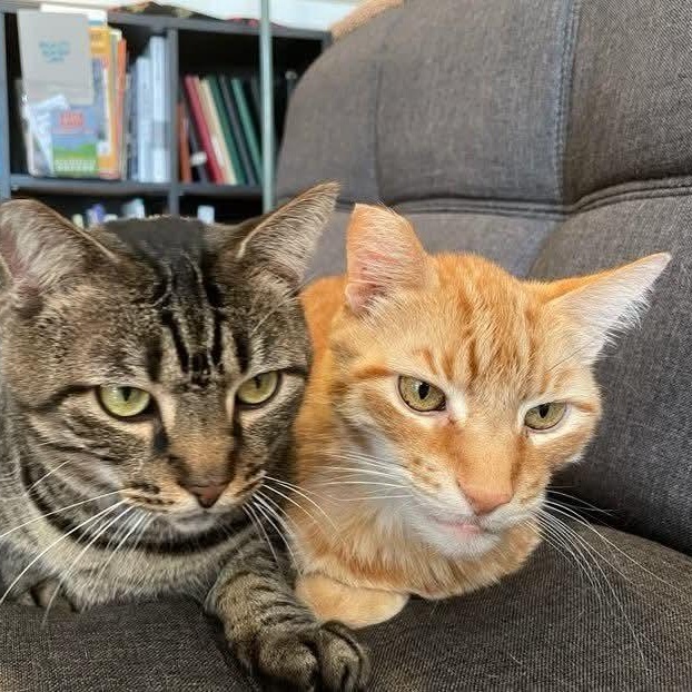 Enlarge Tommy & Monty (bonded foster brothers), a Adoptable Domestic Short Hair in Gladstone, OR image 4/6