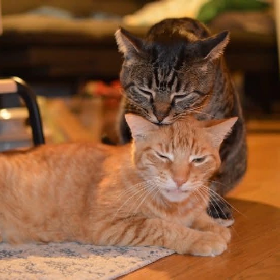 Tommy & Monty (bonded foster brothers), Adoptable, Adult Male Domestic Short Hair.