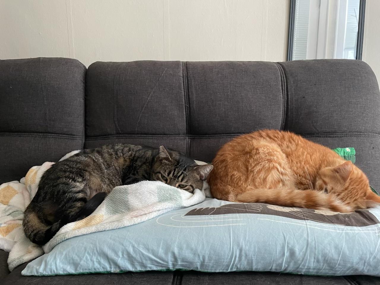 Enlarge Tommy & Monty (bonded foster brothers), a Adoptable Domestic Short Hair in Gladstone, OR image 3/6