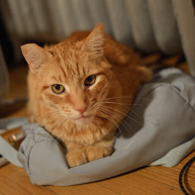 Enlarge Tommy & Monty (bonded foster brothers), a Adoptable Domestic Short Hair in Gladstone, OR image 6/6