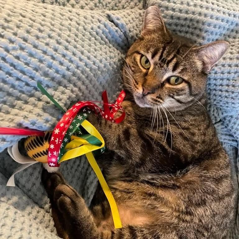 Enlarge Tommy & Monty (bonded foster brothers), a Adoptable Domestic Short Hair in Gladstone, OR image 5/6