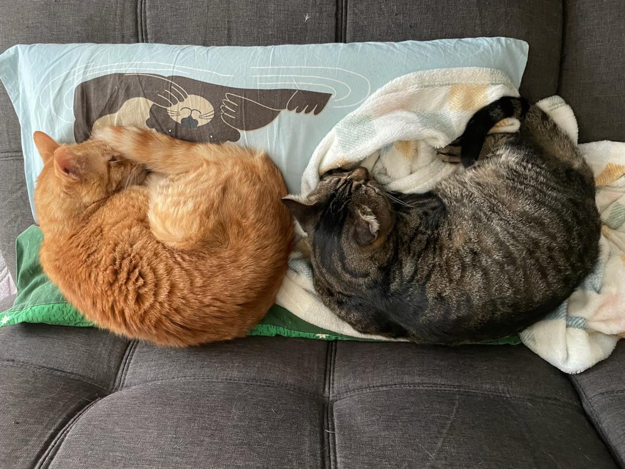 Enlarge Tommy & Monty (bonded foster brothers), a Adoptable Domestic Short Hair in Gladstone, OR image 2/6