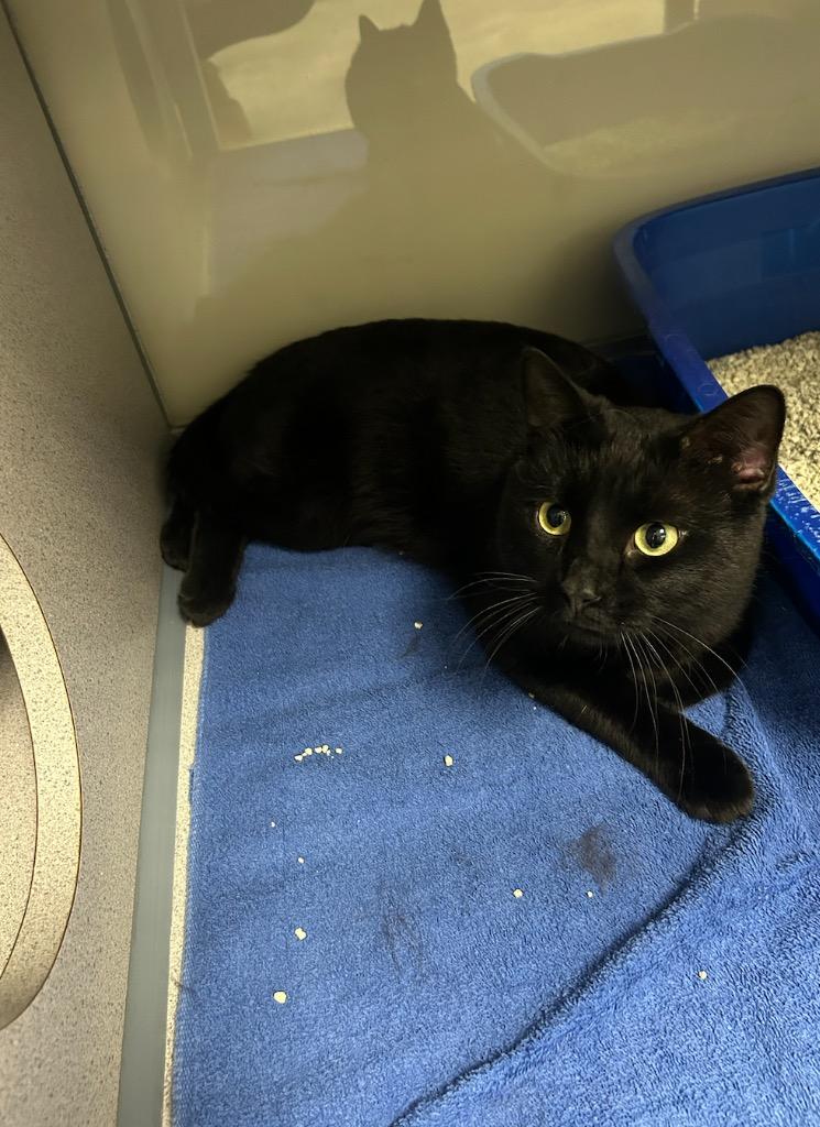 Enlarge Shadow, a Adopted mixed breed in Liverpool, NY image 1/1