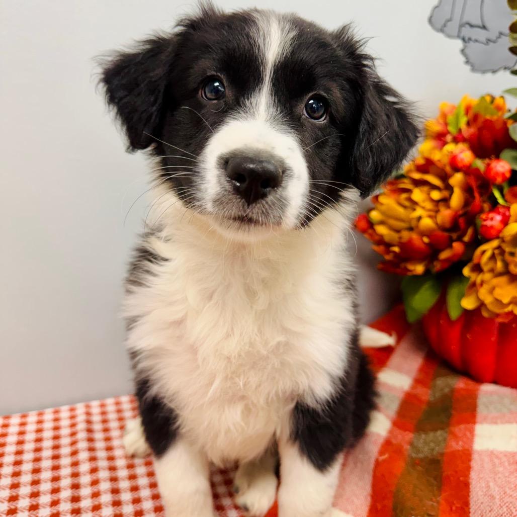 Enlarge Mable, a Adopted Border Collie in Lebanon, MO image 1/3