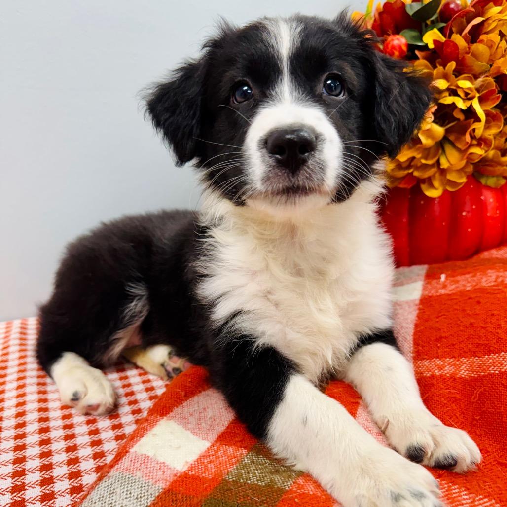 Enlarge Mable, a Adopted Border Collie in Lebanon, MO image 2/3