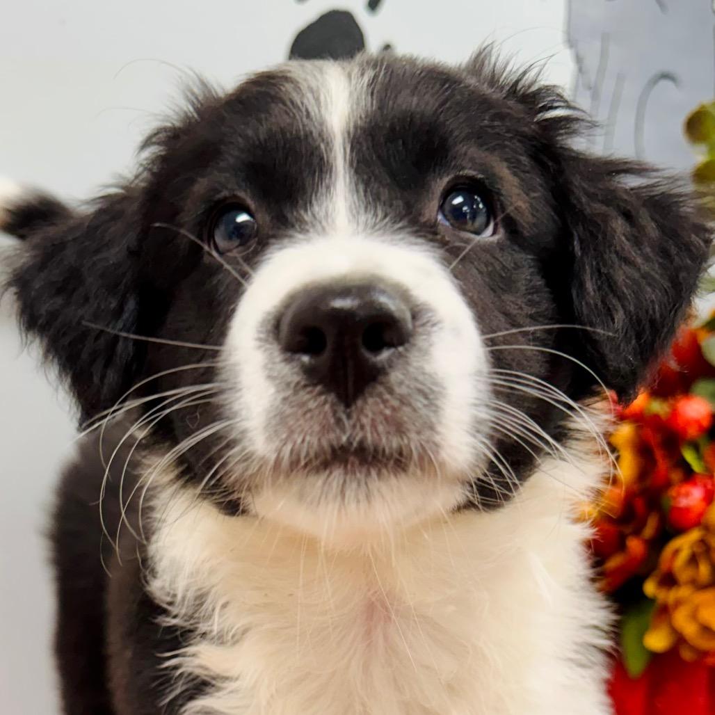 Enlarge Mable, a Adopted Border Collie in Lebanon, MO image 3/3