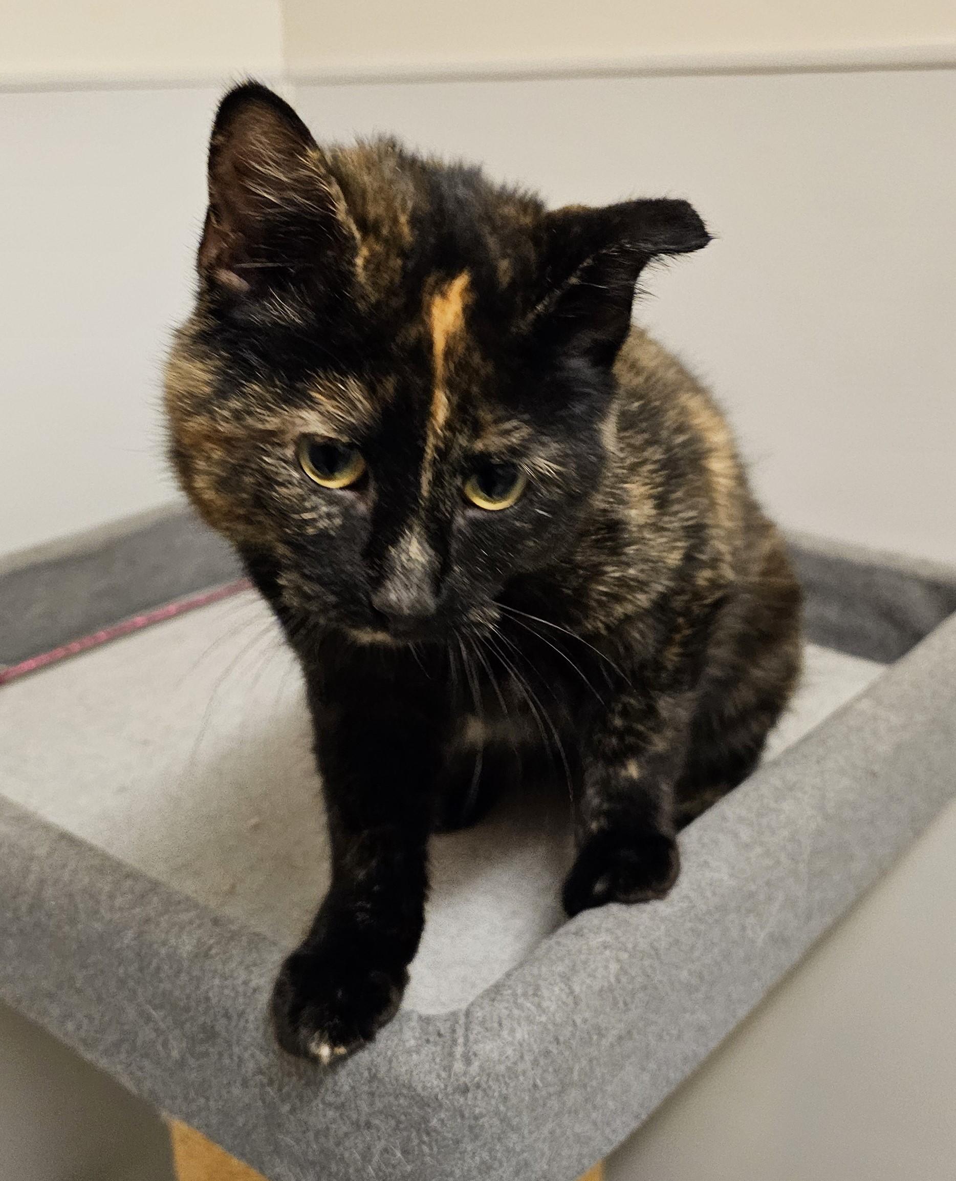 Dobby, adopted, Adult Female Domestic Short Hair.