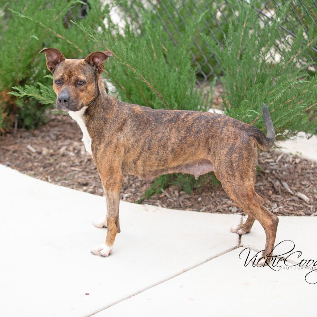 Juniper, Adoptable, Adult Female Terrier & Mixed Breed.
