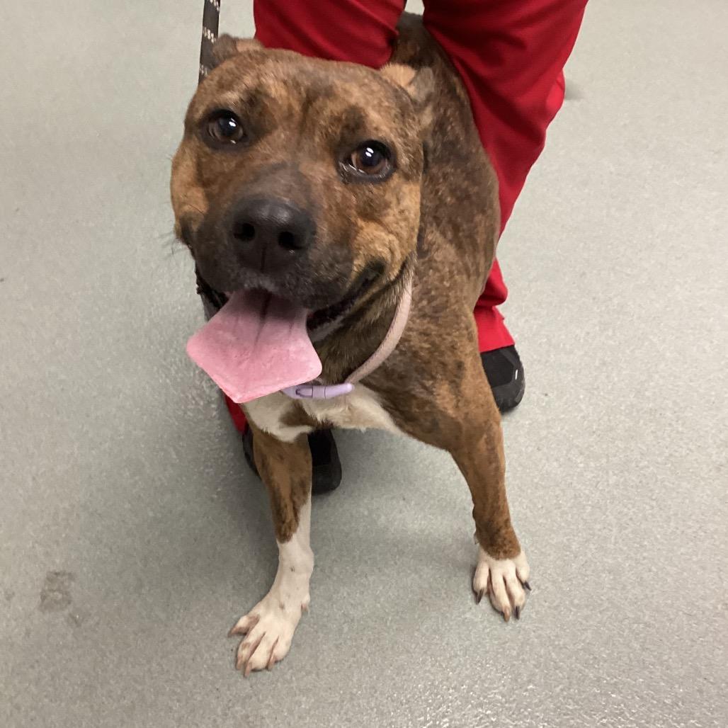 Enlarge Juniper, a Adoptable mixed breed in Abilene, TX image 2/3