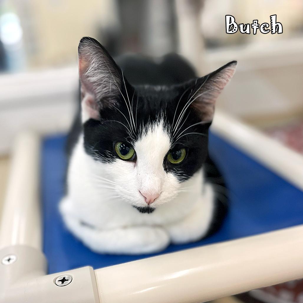 Enlarge Butch -playful boy!, a Adoptable Domestic Short Hair in Carmel, IN image 1/5