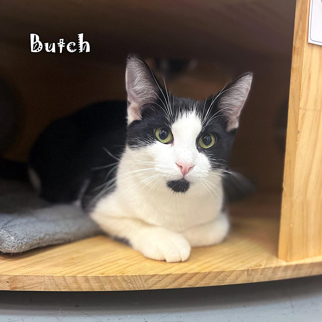 Enlarge Butch -playful boy!, a Adoptable Domestic Short Hair in Carmel, IN image 2/5