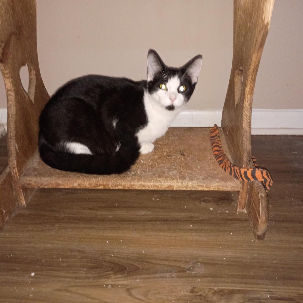 Enlarge Butch -playful boy!, a Adoptable Domestic Short Hair in Carmel, IN image 3/5
