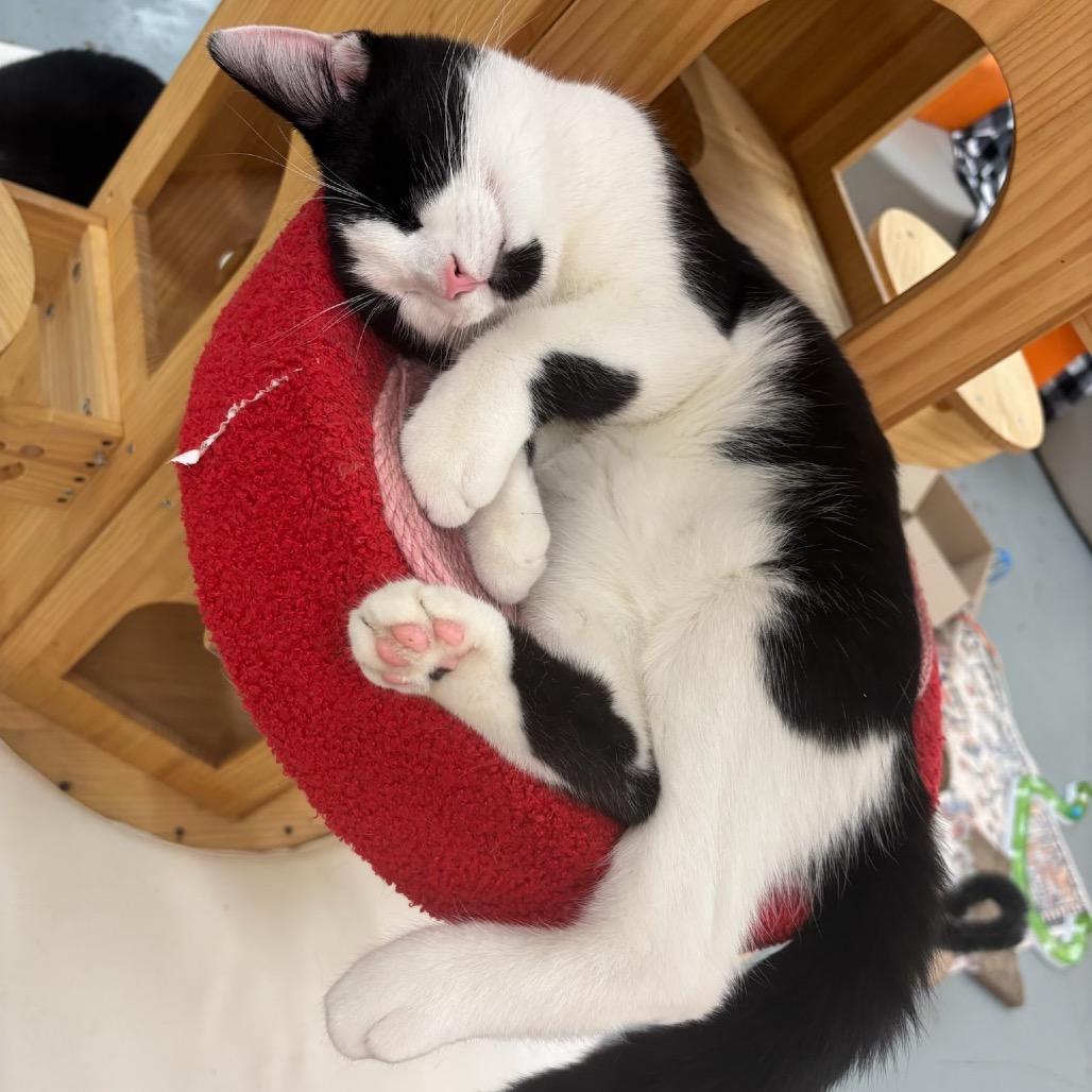 Enlarge Butch -playful boy!, a Adoptable Domestic Short Hair in Carmel, IN image 4/5