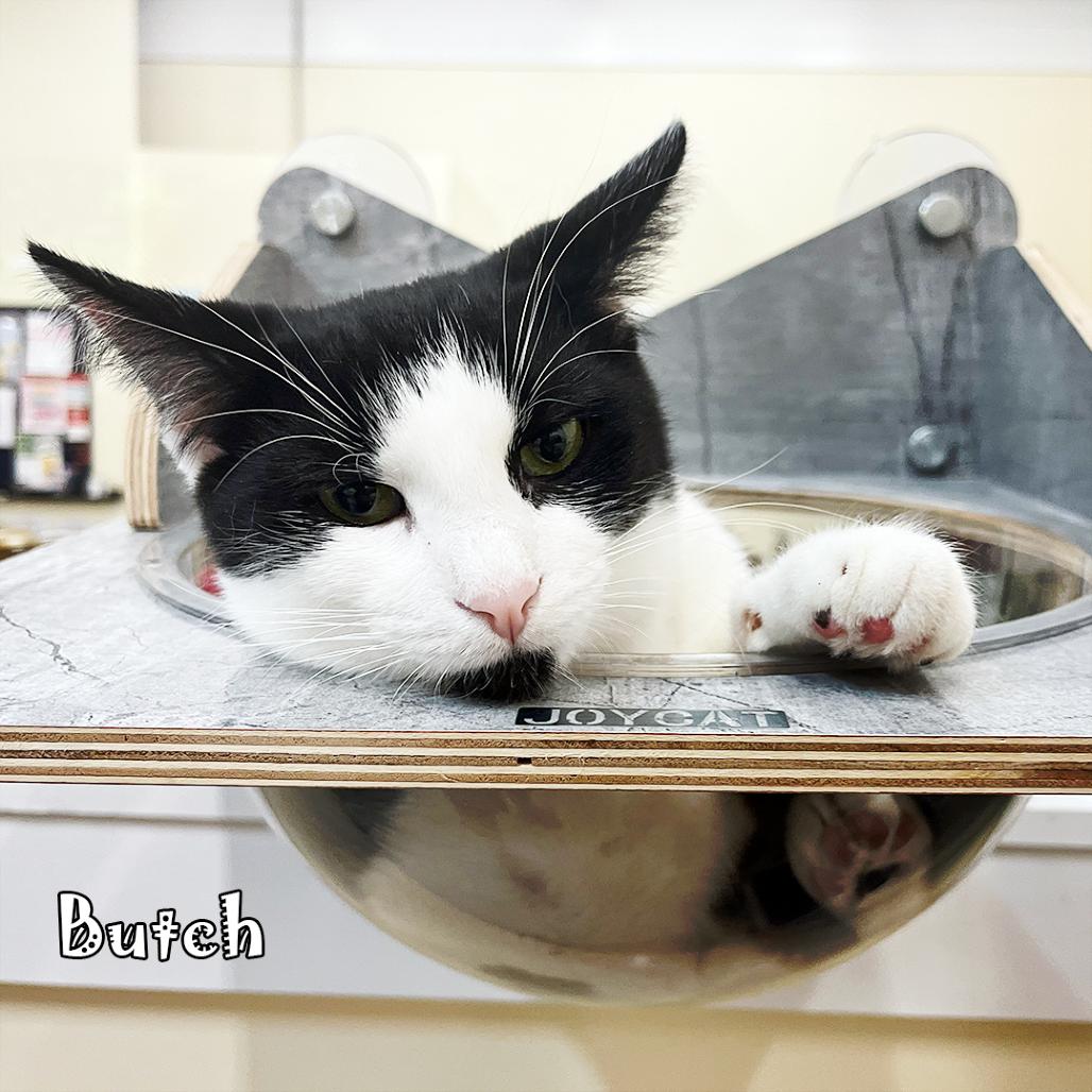 Enlarge Butch -playful boy!, a Adoptable Domestic Short Hair in Carmel, IN image 5/5