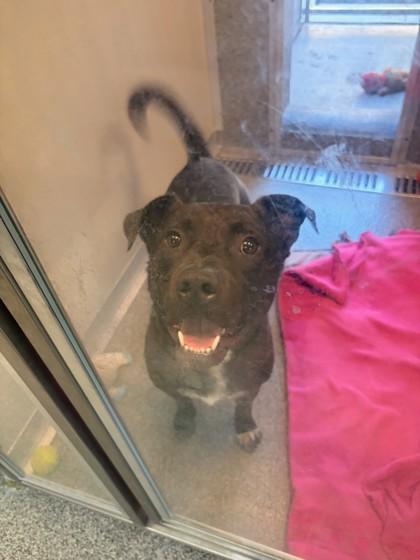 Enlarge Spartacus, a Adoptable mixed breed in Hamilton, MT image 5/6