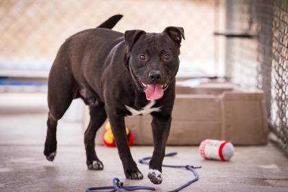 Enlarge Spartacus, a Adoptable mixed breed in Hamilton, MT image 3/6