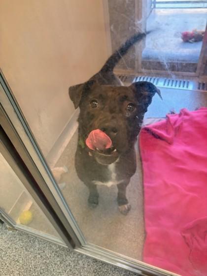 Enlarge Spartacus, a Adoptable mixed breed in Hamilton, MT image 4/6