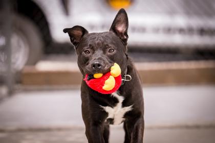 Enlarge Spartacus, a Adoptable mixed breed in Hamilton, MT image 1/6