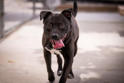 Enlarge Spartacus, a Adoptable mixed breed in Hamilton, MT image 2/6
