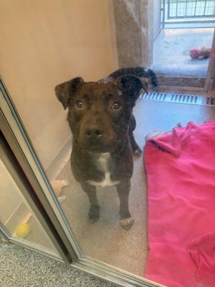 Enlarge Spartacus, a Adoptable mixed breed in Hamilton, MT image 6/6