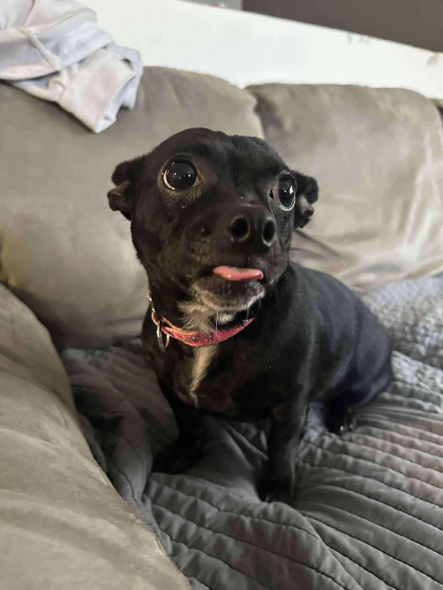 Chichi