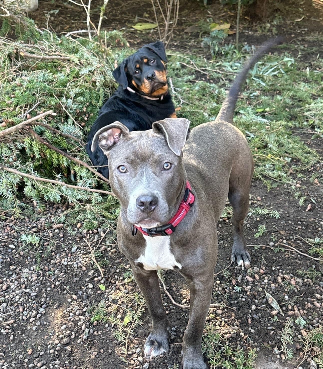 Sherman w/ Shilo, Adoptable, Young Male Pit Bull Terrier.