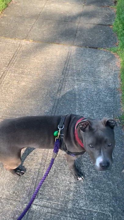 Enlarge Sherman w/ Shilo, a Adoptable Pit Bull Terrier in Tacoma, WA video 3/3