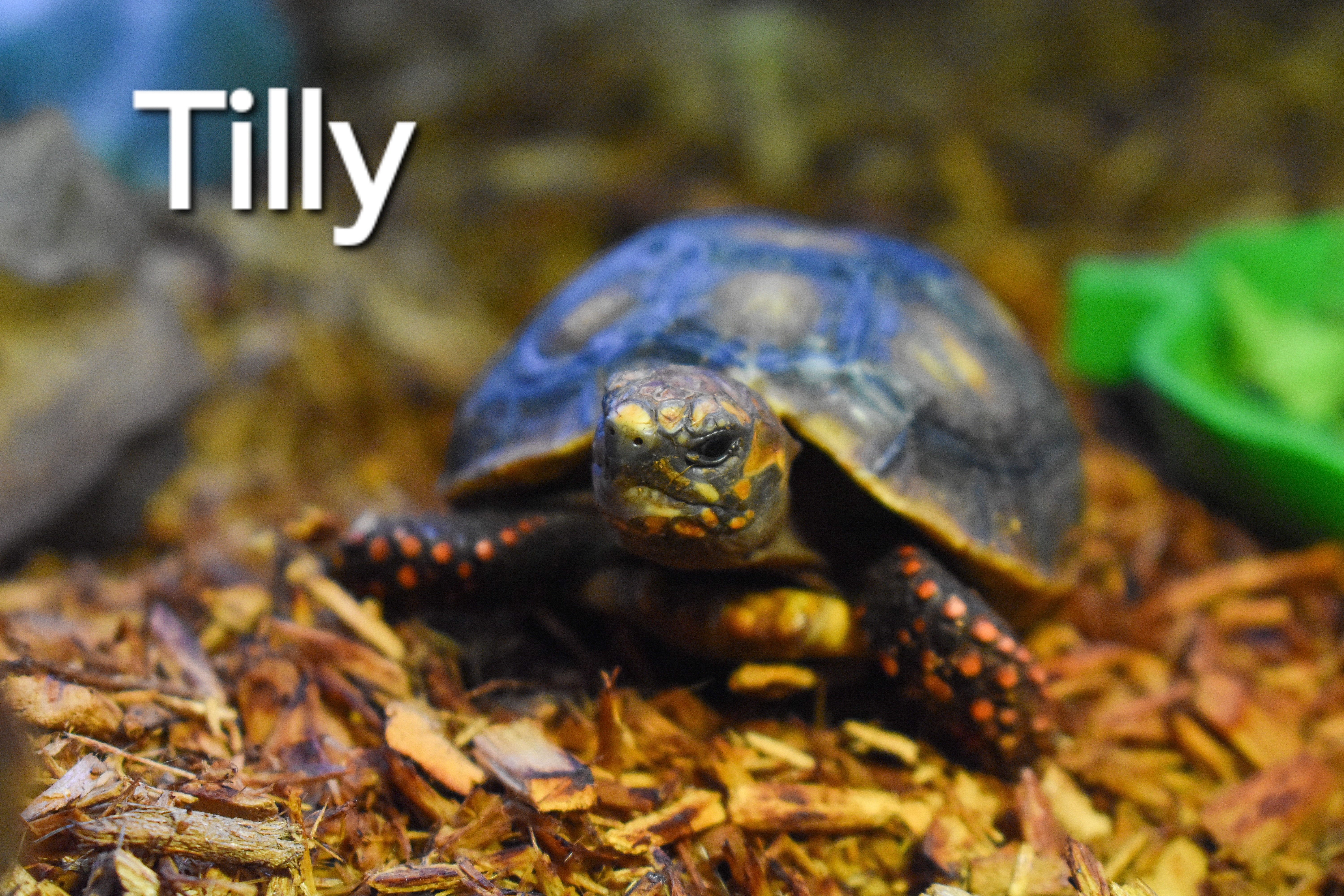 Enlarge Tilly, a Adoptable Red Foot in Waukesha, WI image 5/6