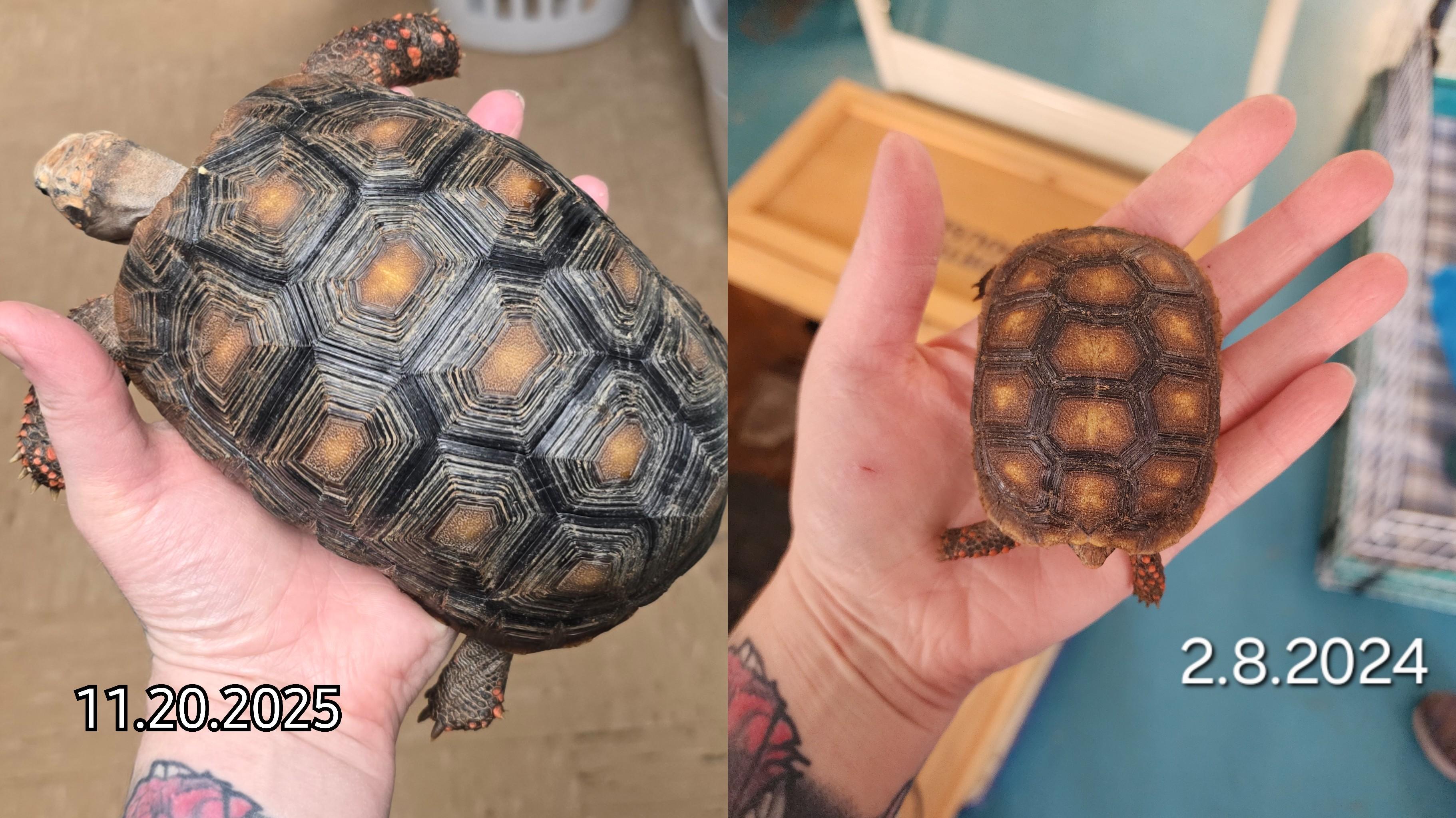 Enlarge Tilly, a Adoptable Red Foot in Waukesha, WI image 1/6