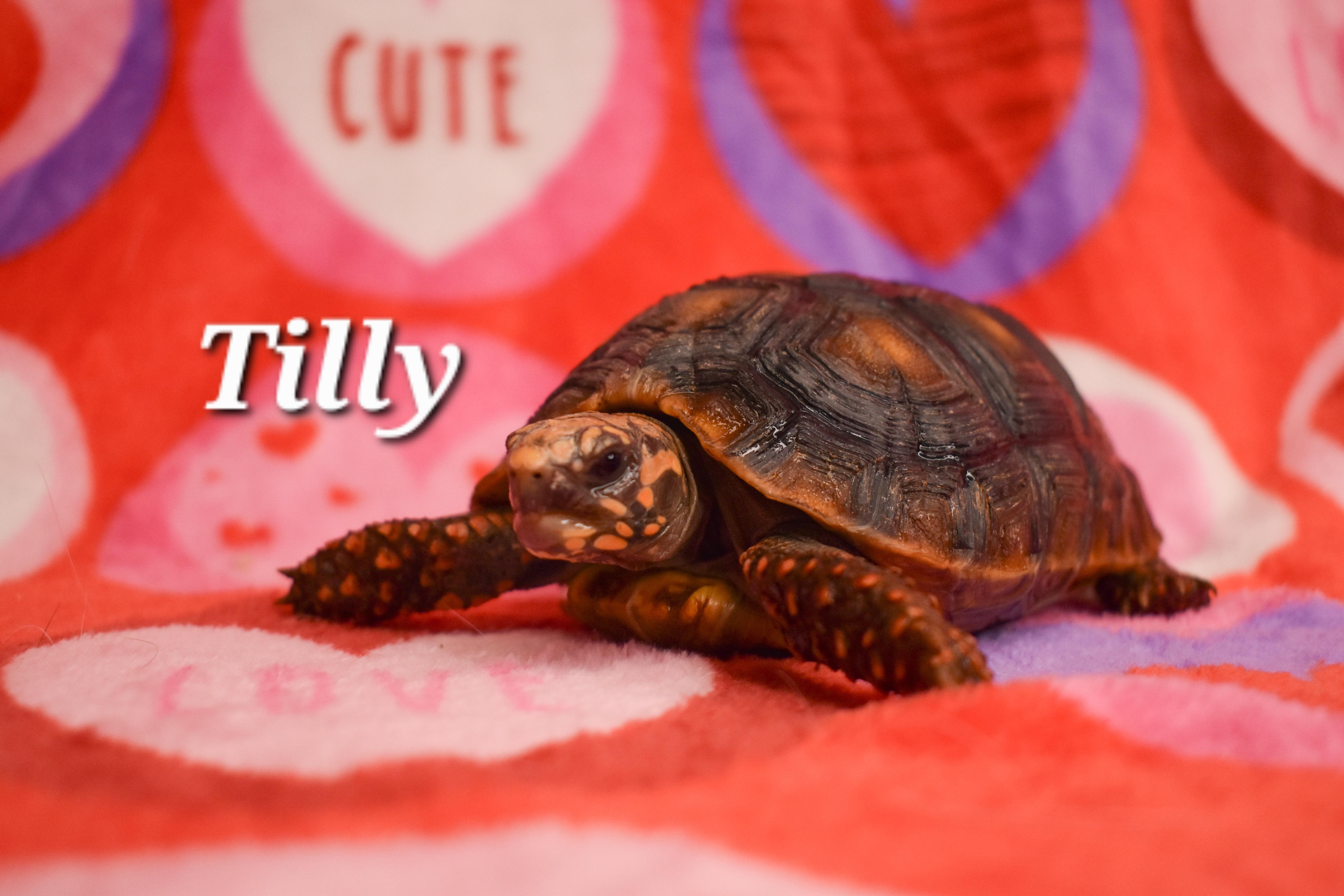 Enlarge Tilly, a Adoptable Red Foot in Waukesha, WI image 4/6